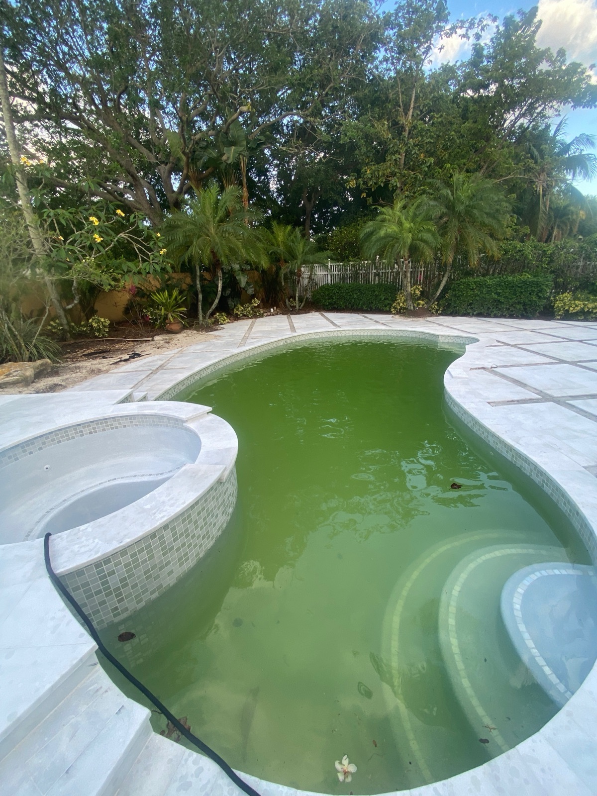 Green algae pool before Florida's Best Pools 24-hour treatment — Boca Raton