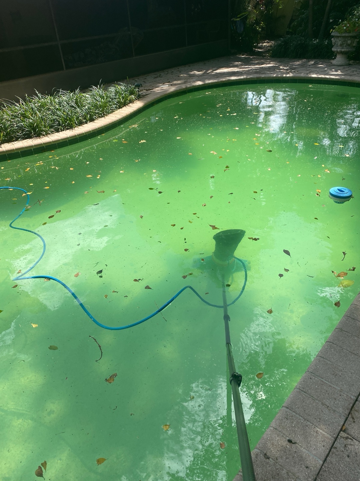 Green pool with algae bloom — before Florida's Best Pools treatment